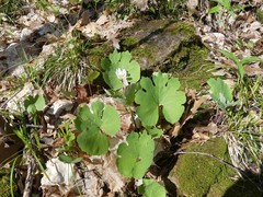 Sanguinaria canadensis