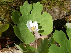 Sanguinaria canadensis