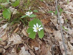 Sanguinaria canadensis