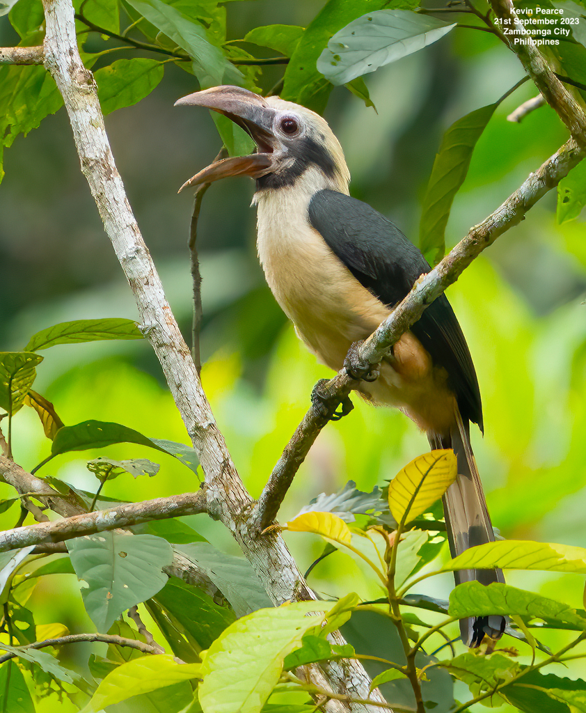 Mindanao Hornbill