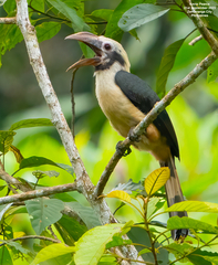 Mindanao Hornbill photo 1