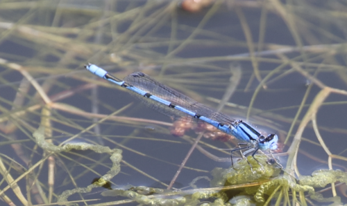 Familiar Bluet photographed in New York