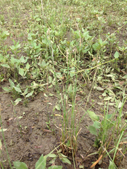 Carex tetrastachya