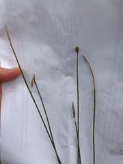 Carex tetrastachya