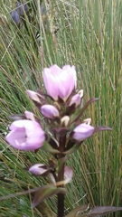 Gentianella foliosa