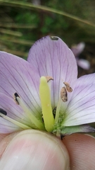 Gentianella foliosa