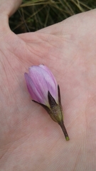 Gentianella foliosa