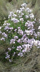 Gentianella foliosa