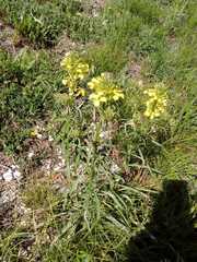 Erysimum rhaeticum