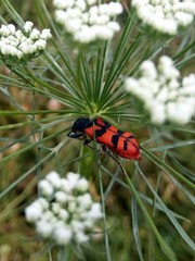 Trichodes umbellatarum
