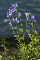 Campanula rhomboidalis