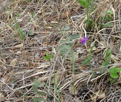 Lathyrus humilis