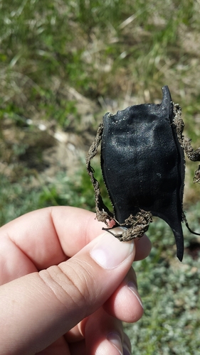 Leucoraja ocellata