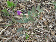 Lathyrus humilis