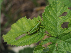 Odontopodisma decipiens decipiens