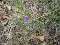 Lathyrus humilis