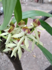 Prosthechea trulla