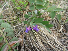 Lathyrus humilis