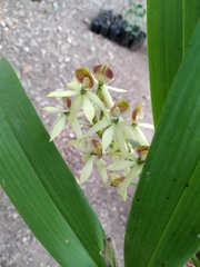 Prosthechea trulla