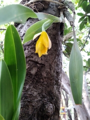 Prosthechea karwinskii