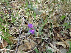 Lathyrus humilis