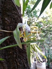 Prosthechea pterocarpa