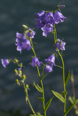 Campanula rhomboidalis