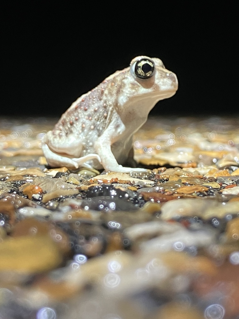 Hurter's Spadefoot in June 2024 by Yinpeng Zhang · iNaturalist