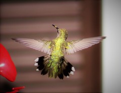 Archilochus alexandri