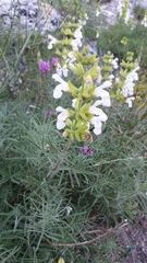 Salvia scabiosifolia