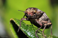 Ectinogonia buquetii