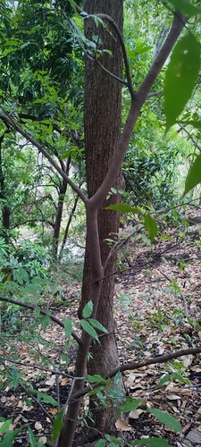 Image of Aphananthe Monoica (Aphananthe monoica) by no rights reserved