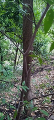 Aphananthe monoica, photograph author not stated, no rights reserved