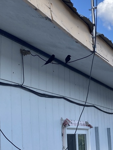 Barn Swallow