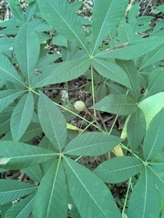 Aesculus sylvatica