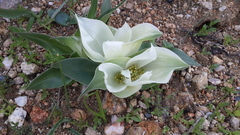 Colchicum capense ciliolatum