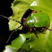 Procalus viridis - Photo (c) Rigoberto Yáñez, algunos derechos reservados (CC BY-NC), subido por Rigoberto Yáñez