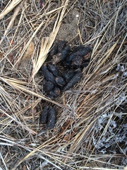 Cape Porcupine photo 2