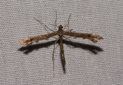 Amblyptilia pica