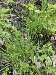 Carex communis