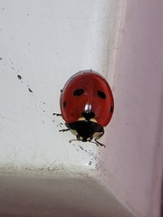 Coccinella septempunctata