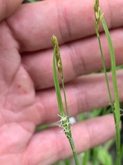 Carex communis