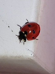 Coccinella septempunctata