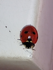 Coccinella septempunctata