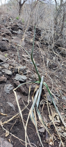 Agave stringens