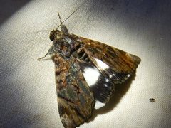 Catephia linteola