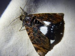 Catephia linteola