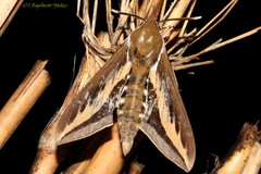 Hyles euphorbiarum