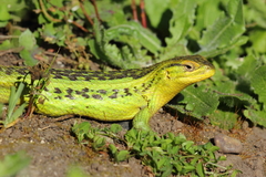 Chilean Tree Iguana photo 3
