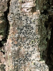 Cresponea chloroconia